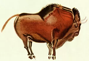 Cave Painting Collection: Prehistoric cave art of a bull, Altamira, Spain