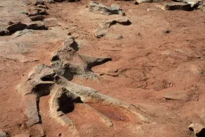 Prints of Fossil dinosaur skeleton near Tuba City, Arizona. Photograph Extinct Prints: Fossil Dinosaur Skeleton Print