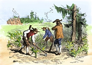 South Carolina colonists planting crops South Carolina colonists planting crops