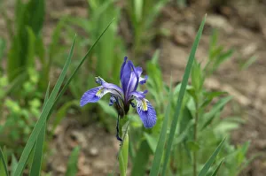 Wild iris in the Pecos Wilderness, New Mexico Wild iris in the Pecos Wilderness, New Mexico