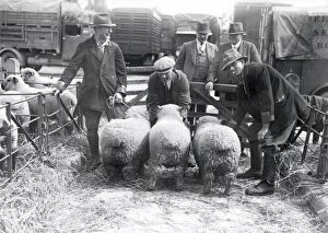 Images Dated 9th March 2015: Barham Lamb Sale, Whitsun - 1939