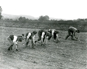 Cabbage planting on Dallyns Farm, June 1935 Cabbage planting on Dallyns Farm, June 1935