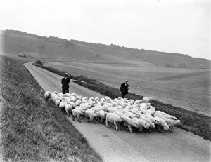 Findon Fair, view of the long furlong near Findon, 14 September 1935 Findon Fair, view of the long furlong near Findon, 14 September 1935