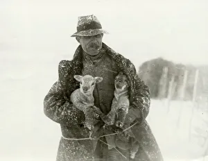 Lambs in Snow at Soanes Farm, Petworth, 1932 Lambs in Snow at Soanes Farm, Petworth, 1932