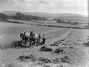 Linseed mowing at Strood, West Sussex, August 1933 Linseed mowing at Strood, West Sussex, August 1933