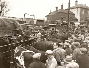 Pulborough Fat Stock Show, December 1933 Pulborough Fat Stock Show, December 1933