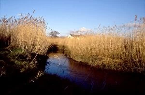 David Johnston Collection: Reeds, at one time in great demand for thatching, grow in Fishbourne