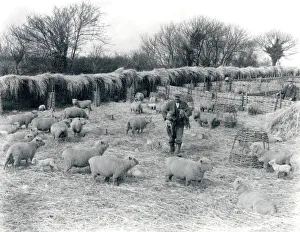 Sheepfold in Sullington, March 1934 Sheepfold in Sullington, March 1934