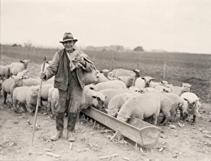 West sussex record office/george garland/shepherd sheep feeding time byworth West sussex record office/george garland/shepherd sheep feeding time byworth