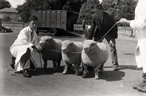 Vintage Farming Equipment UK Prints: Southdown Sheep Show