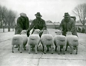 Autumn Collection: Southdown Sheep Show showing the rear view of five sheep