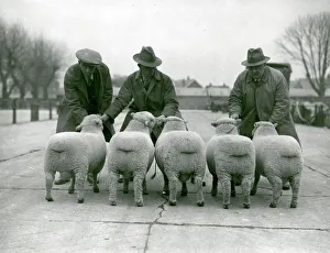 West sussex record office/george garland/southdown sheep showing rear view sheep West sussex record office/george garland/southdown sheep showing rear view sheep