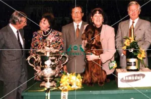 1995 Crufts Best in Show Winner