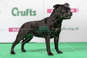 2018 Best of Breed Staffordshire Bull Terrier