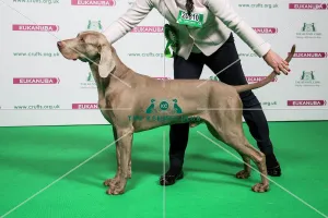 2018 Best of Breed WEIMARANER