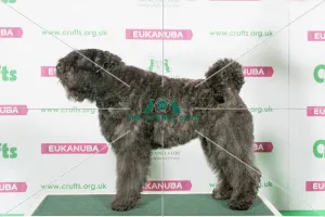 Best of Breed Bouvier Des Flandres