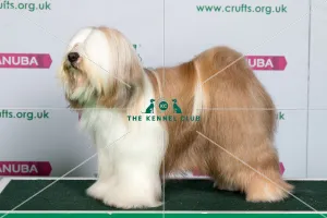 Best of Breed TIBETAN TERRIER Best of Breed TIBETAN TERRIER