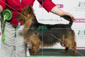Best of Breed Winner AUSTRALIAN TERRIER Best of Breed Winner AUSTRALIAN TERRIER