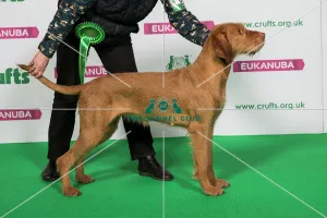 Best of Breed Winner Hungarian Wirehaired Vizsla Best of Breed Winner Hungarian Wirehaired Vizsla