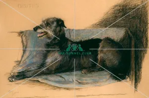 <b class=qtipBold><figcaption>Brutus of Bridgesollers</figcaption></b><br>Signed Pastel 41 x 28.5 This particularly fine portrait of the Deerhound, Brutus of Bridgesollers, was a gift to Agnes Linton from her father, who reputedly commissioned Aldin to paint the picture. Brutus was born in 1925 and Miss Linton's Geltsdale Kennel was a major force in the breed.<br><em>© The Kennel Club</em> Brutus of Bridgesollers