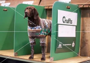 <b class=qtipBold><figcaption>Crufts 2015</figcaption></b><br>Picture shows Lichie the 5 year old German Shorthaired Pointer from Argyle, Scotland today (Thursday 05.03.15), the first day of Crufts 2015, at the NEC Birmingham.<br><em>© OnEdition / The Kennel Club</em> Crufts 2015