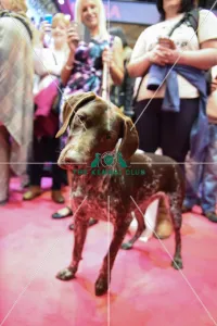 <b class=qtipBold><figcaption>Crufts 2016</figcaption></b><br>German Shorthaired Pointer smiling for the camera<br><em>© The Kennel Club</em> Crufts 2016