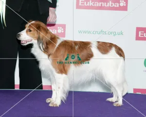 Crufts Best of Breed 2012 KOOIKERHONDJE