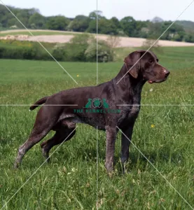 <b class=qtipBold><figcaption>German Shorthaired Pointer</figcaption></b><br><br><em>© Marc Henrie / The Kennel Club</em> German Shorthaired Pointer