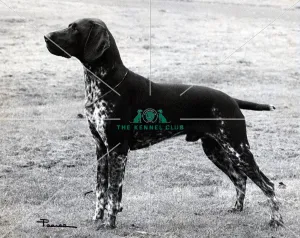 <b class=qtipBold><figcaption>German Shorthaired Pointer</figcaption></b><br>Pardallion Baron<br><em>© Diane Pearce Collection / The Kennel Club</em> German Shorthaired Pointer
