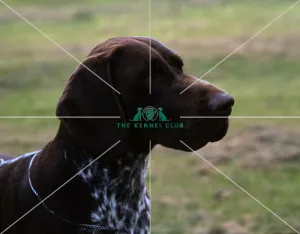 <b class=qtipBold><figcaption>German Shorthaired Pointer</figcaption></b><br><br><em>© Diane Pearce Collection / The Kennel Club</em> German Shorthaired Pointer