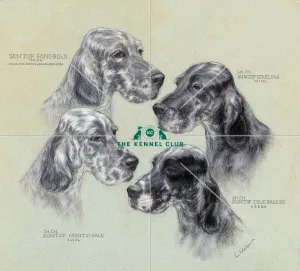 Suntop English Setters