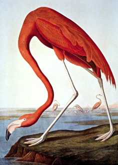 AMERICAN FLAMINGO (Phoenicopterus ruber). Lithograph, 1858, after John James Audubon