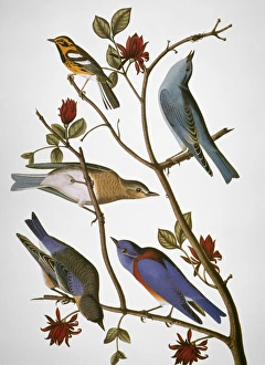 AUDUBON: BLUEBIRDS. From top: Townsends warbler, Arctic bluebird, western bluebird AUDUBON: BLUEBIRDS. From top: Townsends warbler, Arctic bluebird, western bluebird