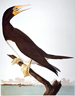 AUDUBON: BOOBY. Brown Booby (Sula leucogaster), from John James Audubons Birds of America AUDUBON: BOOBY. Brown Booby (Sula leucogaster), from John James Audubons Birds of America