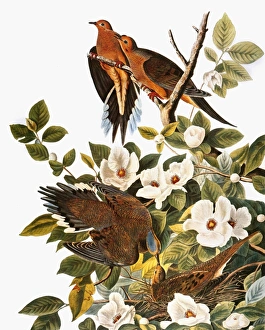 AUDUBON: DOVE. Mourning Dove (Zenaida macroura), from John James Audubons The Birds of AUDUBON: DOVE. Mourning Dove (Zenaida macroura), from John James Audubons The Birds of