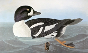 AUDUBON: DUCK. Barrows Goldeneye (Golden-eye Duck). Colored engraving from John James AUDUBON: DUCK. Barrows Goldeneye (Golden-eye Duck). Colored engraving from John James
