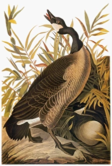 AUDUBON: GOOSE. Canada goose (Branta canadensis), from John James Audubons The Birds of AUDUBON: GOOSE. Canada goose (Branta canadensis), from John James Audubons The Birds of