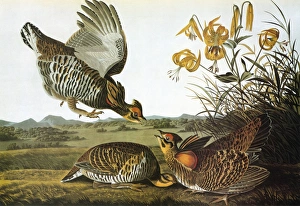 AUDUBON: GROUSE. Greater Prairie Chicken, or Pinnated Grouse (Tympanuchus cupido) AUDUBON: GROUSE. Greater Prairie Chicken, or Pinnated Grouse (Tympanuchus cupido)