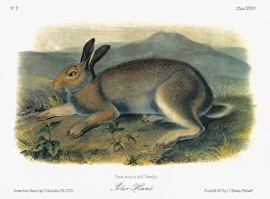 AUDUBON: HARE. A male Arctic hare, or polar hare (Lepus arcticus, formerly Lepus glacialis) AUDUBON: HARE. A male Arctic hare, or polar hare (Lepus arcticus, formerly Lepus glacialis)