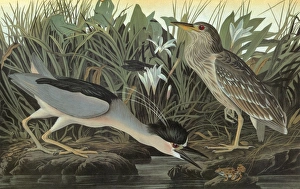 AUDUBON: HERON. Black-crowned Night Heron (Nycticorax nycticorax) AUDUBON: HERON. Black-crowned Night Heron (Nycticorax nycticorax)