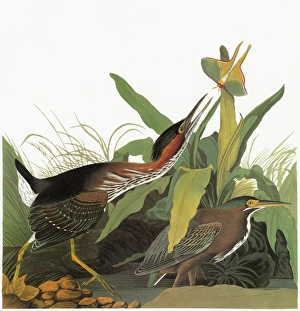 AUDUBON: HERON. Green-backed, or Striated, Heron (Butorides striatus) AUDUBON: HERON. Green-backed, or Striated, Heron (Butorides striatus)
