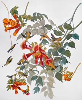 AUDUBON: HUMMINGBIRD. Ruby-throated hummingbird, from John James Audubons The Birds of AUDUBON: HUMMINGBIRD. Ruby-throated hummingbird, from John James Audubons The Birds of