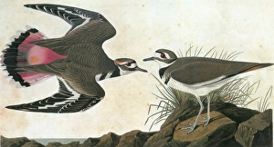 AUDUBON: KILLDEER. Killdeer (Charadrius vociferus) AUDUBON: KILLDEER. Killdeer (Charadrius vociferus)