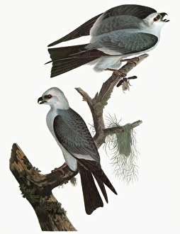 AUDUBON: KITE. Mississippi Kite (Ictinia mississippiensis) AUDUBON: KITE. Mississippi Kite (Ictinia mississippiensis)