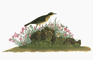 AUDUBON: PIPIT. A young American Pipit (Anthus rubescens), formerly included in AUDUBON: PIPIT. A young American Pipit (Anthus rubescens), formerly included in