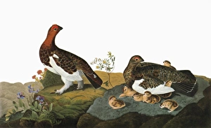 AUDUBON: PTARMIGAN. Willow Ptarmigan, or Willow Grouse (Lagopus lagopus) AUDUBON: PTARMIGAN. Willow Ptarmigan, or Willow Grouse (Lagopus lagopus)