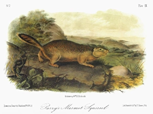AUDUBON: SQUIRREL. Arctic ground squirrel, or Parrys marmot squirrel (Spermophilus parryii AUDUBON: SQUIRREL. Arctic ground squirrel, or Parrys marmot squirrel (Spermophilus parryii
