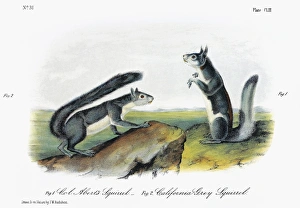 AUDUBON: SQUIRRELS. Western, or California, gray squirrel (Sciurus griseus griseus) AUDUBON: SQUIRRELS. Western, or California, gray squirrel (Sciurus griseus griseus)