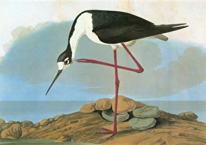 AUDUBON: STILT. Black-necked Stilt (Himantopus mexicanus) AUDUBON: STILT. Black-necked Stilt (Himantopus mexicanus)