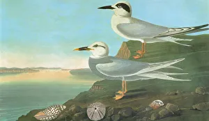 AUDUBON: TERNS. Forsters Tern (Sterna forsteri), top, and Snowy-crowned, or Trudeau's AUDUBON: TERNS. Forsters Tern (Sterna forsteri), top, and Snowy-crowned, or Trudeau's